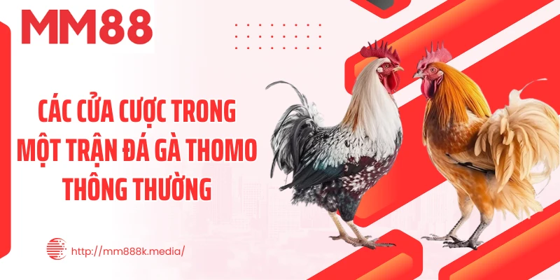 Các cửa cược trong một trận đá gà thomo thông thường