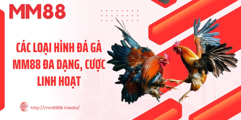 Các loại hình đá gà MM88 đa dạng, cược linh hoạt