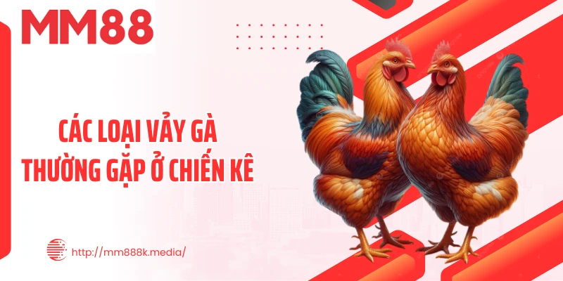 Các loại vảy gà thường gặp ở chiến kê