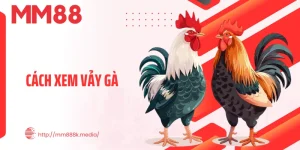 Cách Xem Vảy Gà - Bí Quyết Nhận Diện Chiến Kê Đá Hay