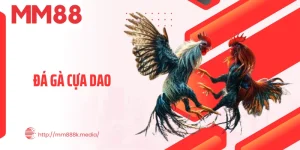 Đá Gà Cựa Dao - Màn Đối Kháng Đỉnh Đầy Kịch Tính, Khốc Liệt