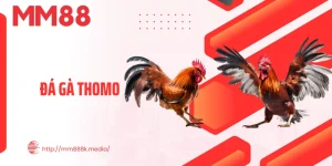 Đá Gà Thomo - Đấu Trường Rực Lửa Với Kèo Cược Hấp Dẫn