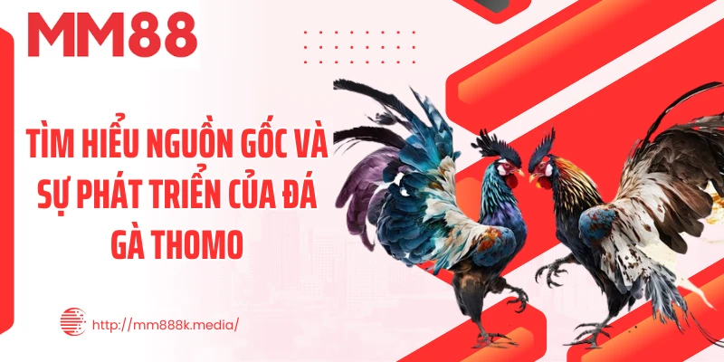 Tìm hiểu nguồn gốc và sự phát triển của đá gà thomo